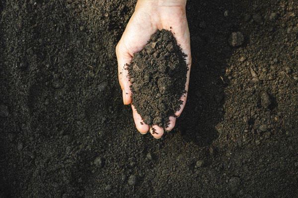 Image: hand in compost
